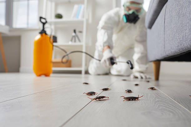 Post-Treatment Bed Bug Interceptor Monitoring in Teutopolis